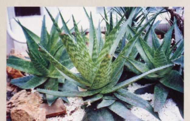 芦荟哪些品种？芦荟的种类和用途是什么？