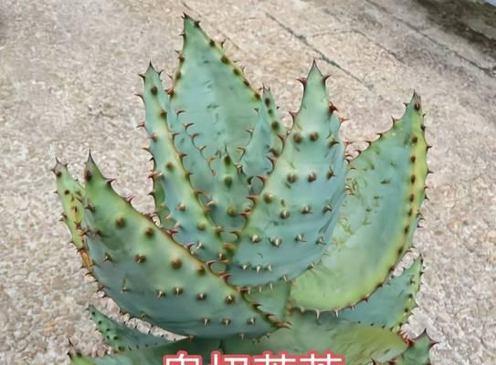 芦荟哪些品种？芦荟的种类和用途是什么？
