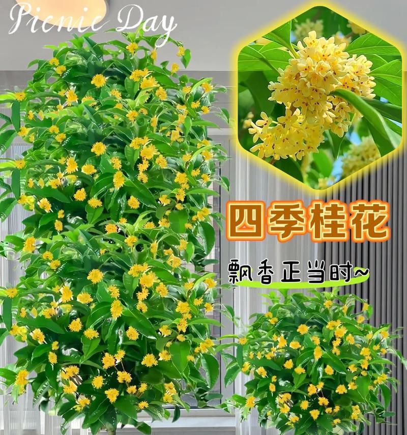 四季桂花繁殖方法有哪些？