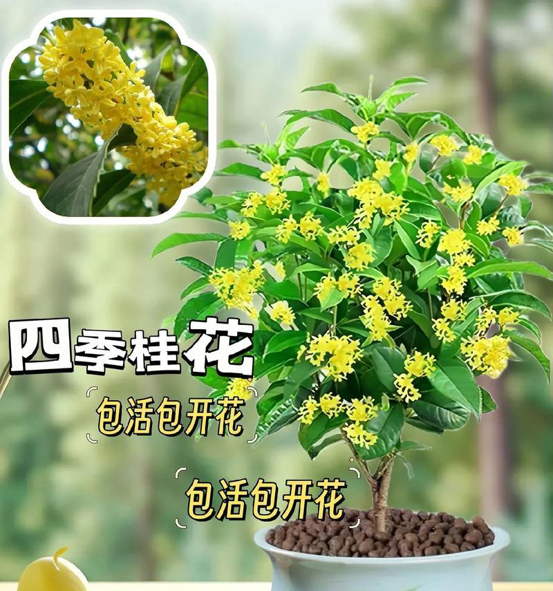 四季桂花繁殖方法有哪些？