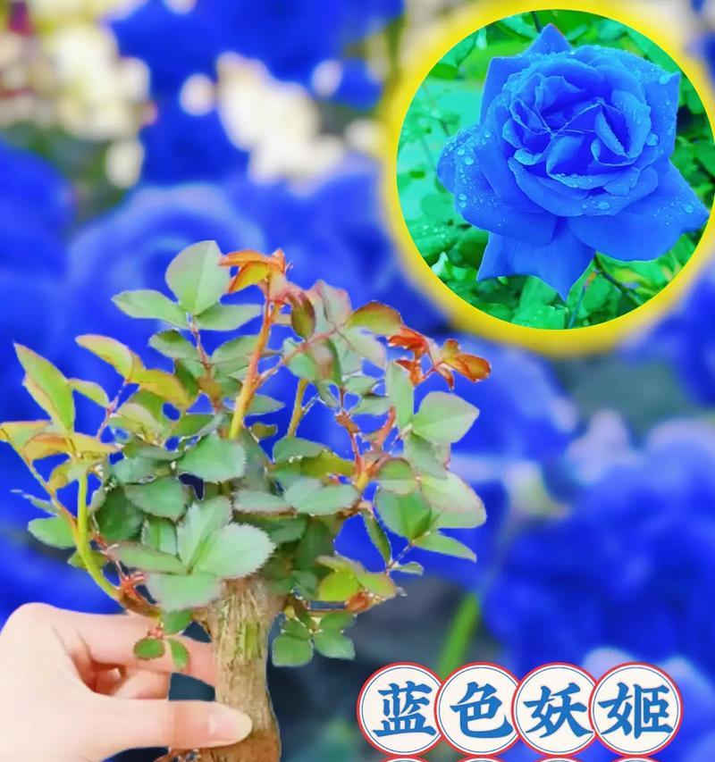 蓝色妖姬的花期是什么时候？