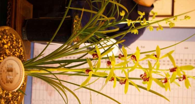 兰花分类及品种有哪些？如何挑选适合的兰花品种？