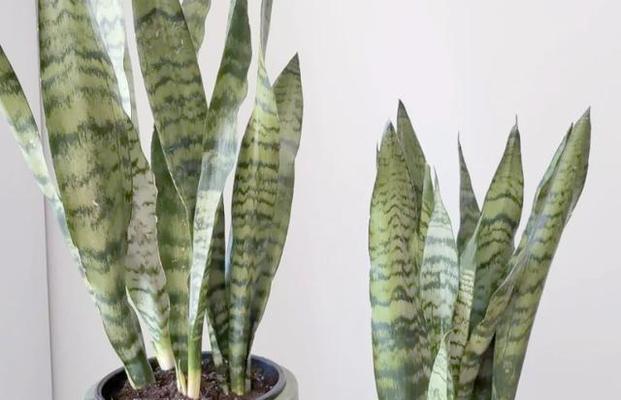 喜阴室内植物有哪些？适合室内阴暗角落的植物推荐？