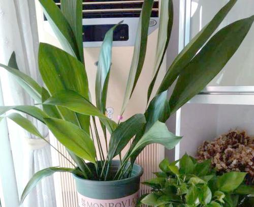 喜阴室内植物有哪些？适合室内阴暗角落的植物推荐？