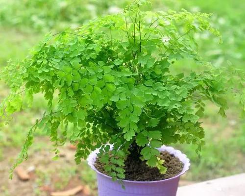 喜阴室内植物有哪些？适合室内阴暗角落的植物推荐？
