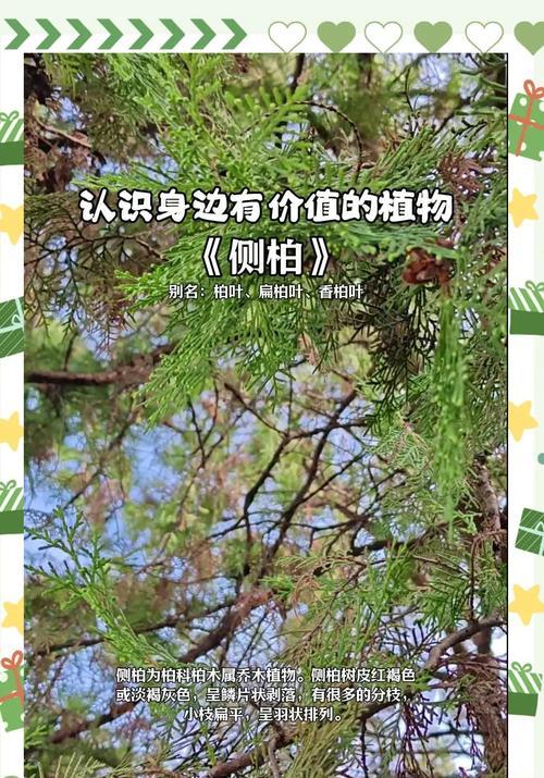 侧柏养护技巧有哪些？