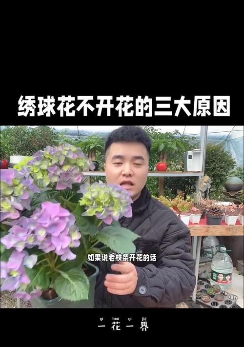 花卉不开花的原因及解决措施有哪些？