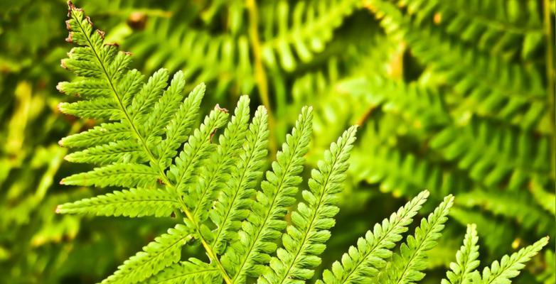 蕨类植物的养殖要点有哪些？怎样才能让蕨类植物长得更茂盛？