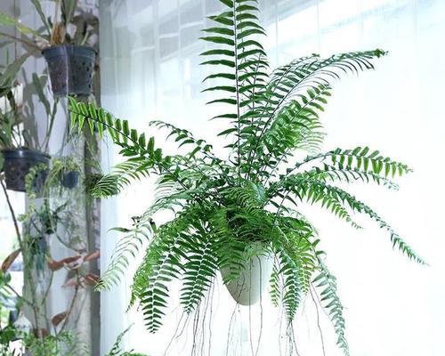 蕨类植物的养殖要点有哪些？怎样才能让蕨类植物长得更茂盛？