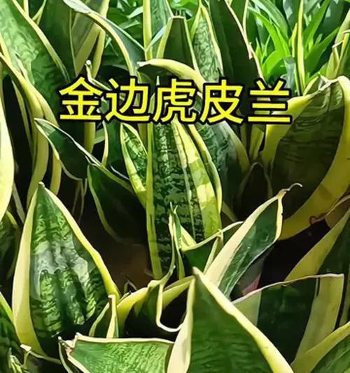 虎尾兰哪种品种最适合室内养殖？