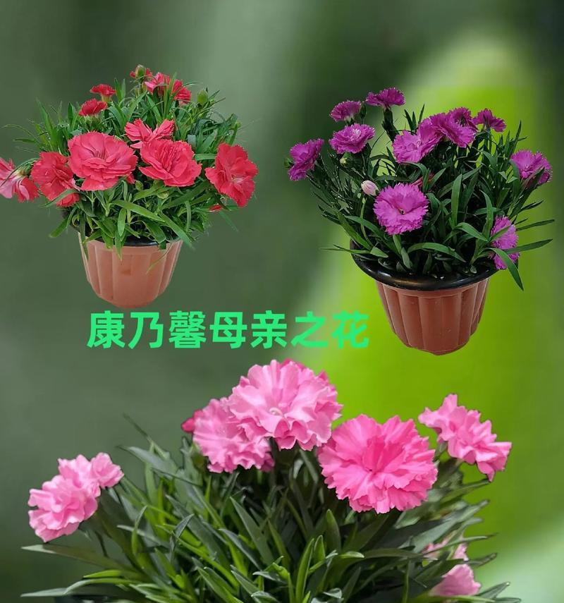 康乃馨搭配哪种花最合适？
