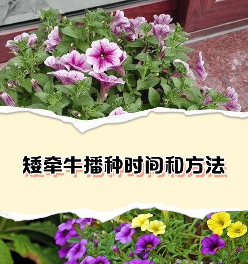 矮牵牛土壤选择：哪种土最适合？