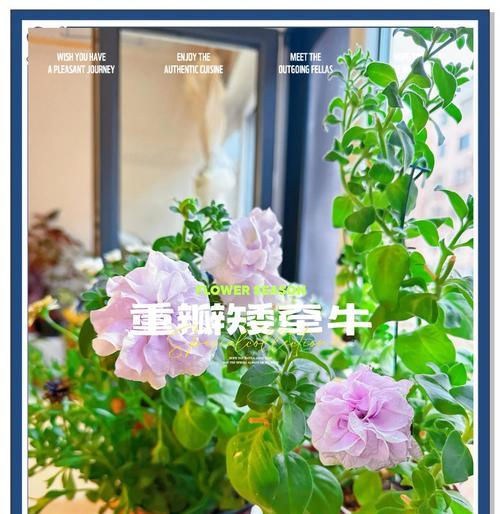 矮牵牛土壤选择：哪种土最适合？