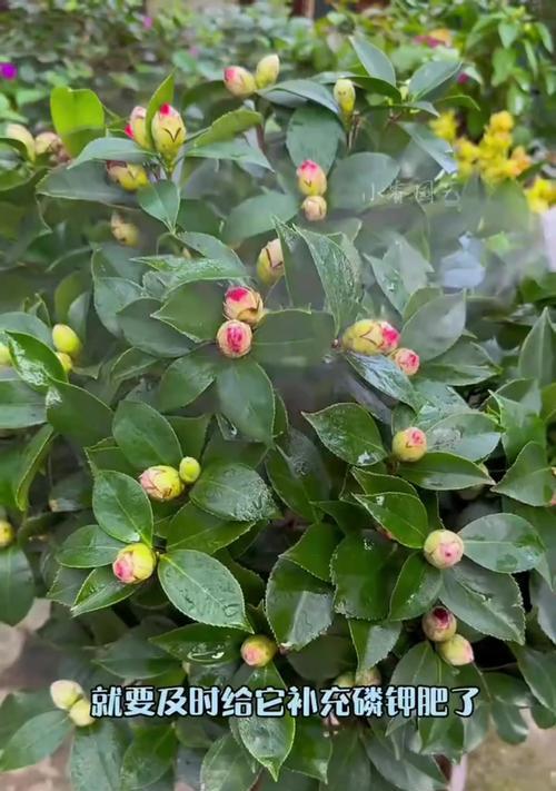 磷肥对哪些花卉有益？使用磷肥的正确方法是什么？