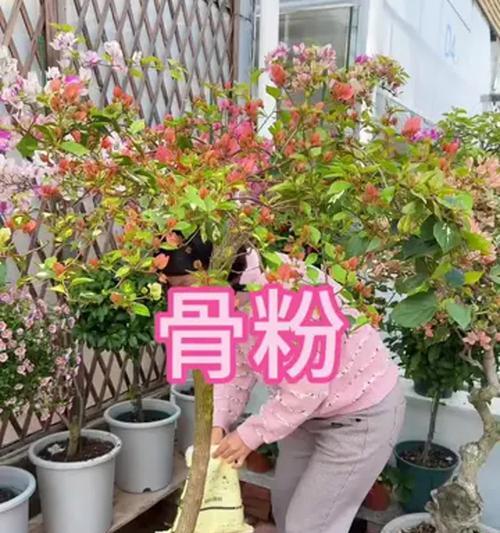 磷肥对哪些花卉有益？使用磷肥的正确方法是什么？