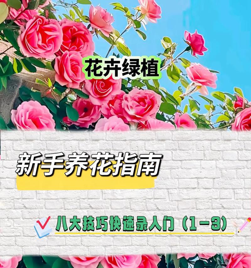养花新手入门指南是什么？