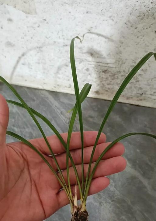 兰花无根如何存活？兰花无根养殖的正确步骤是什么？