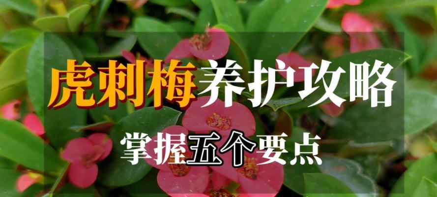 刺梅的栽种技巧有哪些？常见问题如何解决？