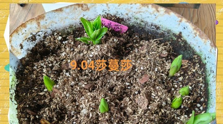 怎么样种植百合？初学者指南是什么？