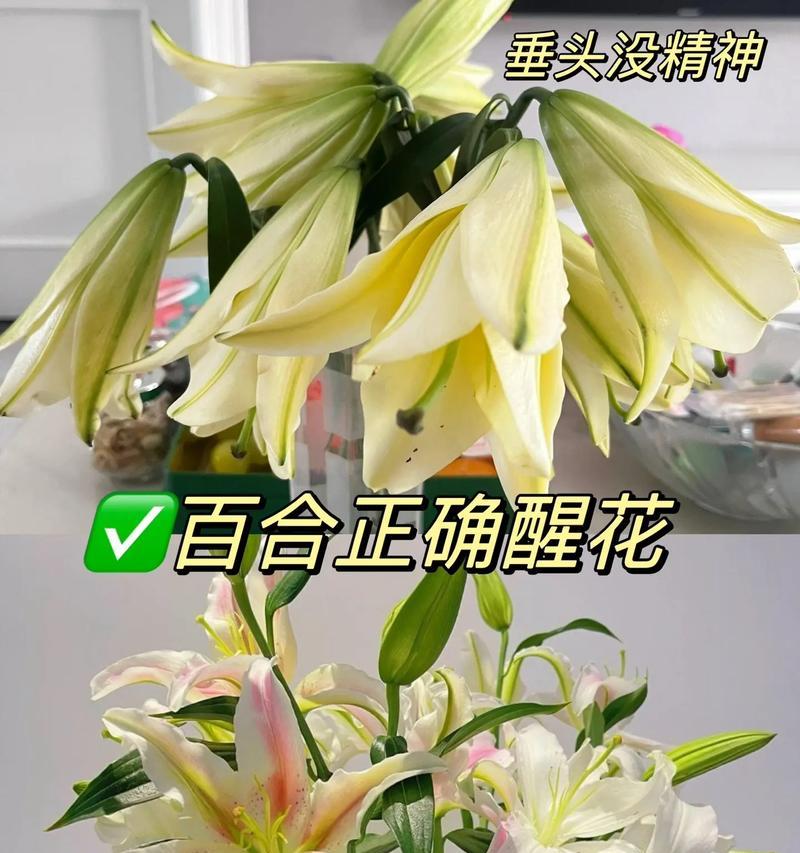 怎么样种植百合？初学者指南是什么？