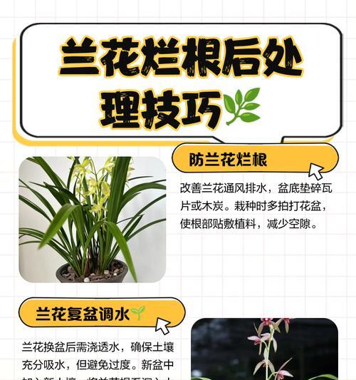 植物烂根的定义及其常见原因是什么？