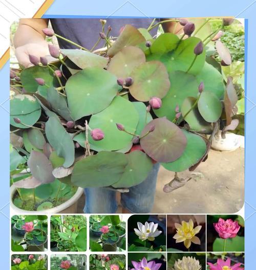 碗莲花的种植方法有哪些？