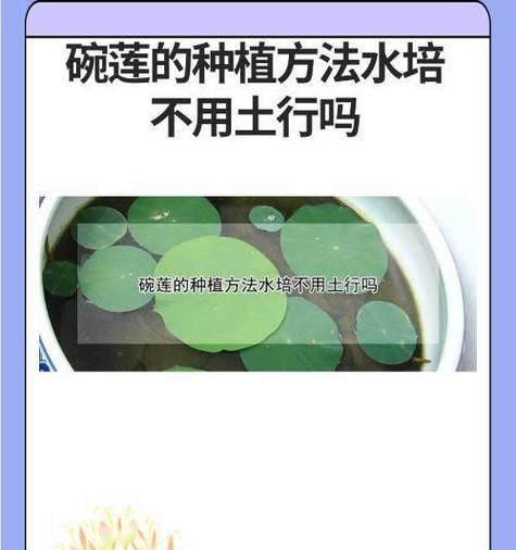 碗莲花的种植方法有哪些？