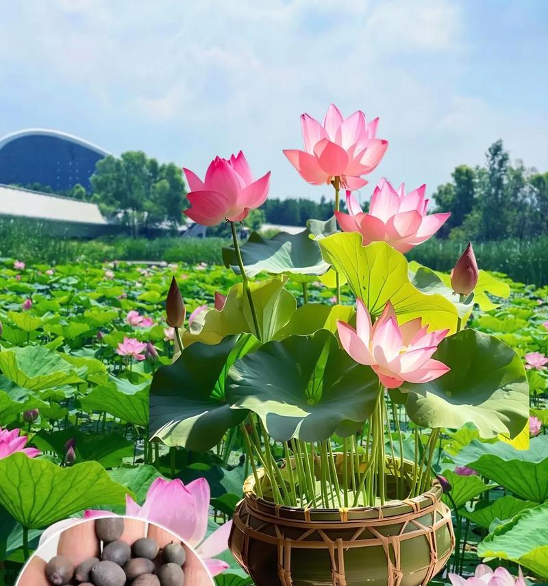 碗莲花的种植方法有哪些？