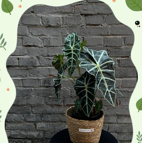 海芋种植的正确方法是什么？海芋的生长环境有何特殊要求？