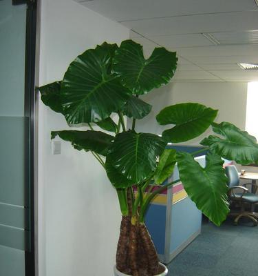 海芋种植的正确方法是什么？海芋的生长环境有何特殊要求？