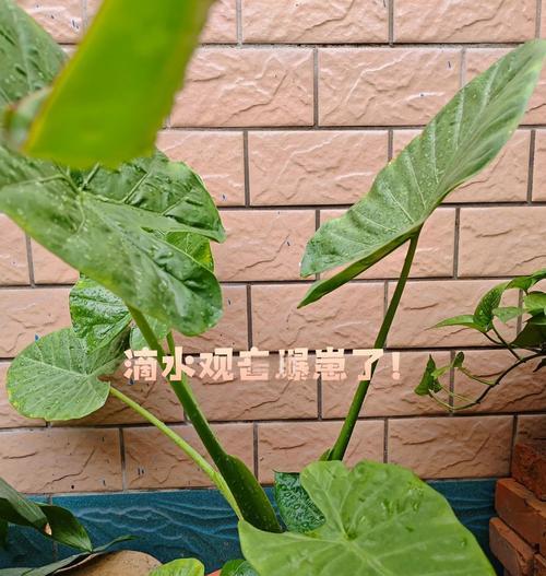 滴水观音的养殖方法和注意事项是什么？