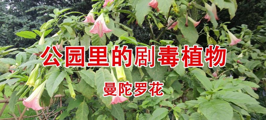 有毒的花有哪些？如何安全地养护可能有毒的植物？