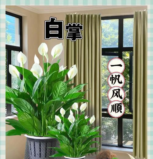 一帆风顺叶子发黄的原因是什么？如何处理？