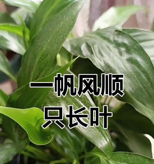 一帆风顺叶子发黄的原因是什么？如何处理？