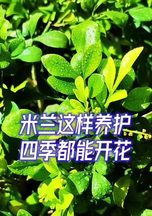 米兰的养护技巧有哪些？