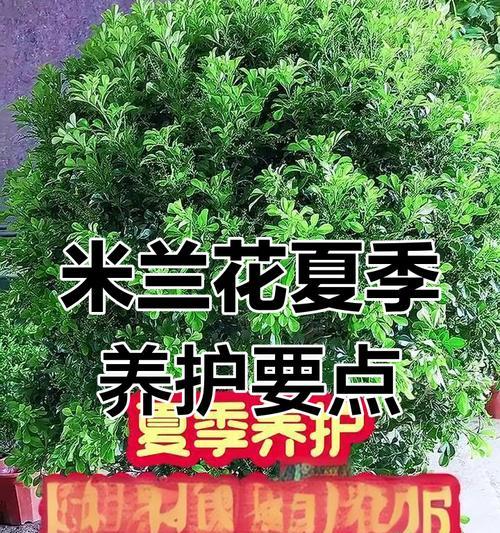 米兰的养护技巧有哪些？