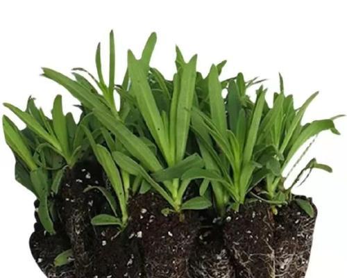 满天星盆栽种植方法是什么？