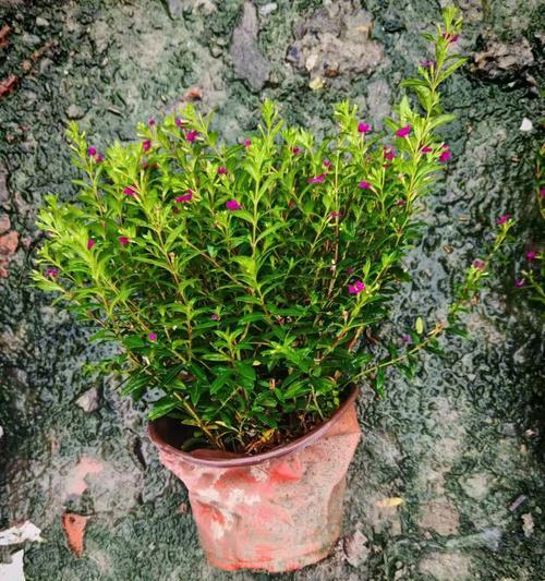 满天星盆栽种植方法是什么？