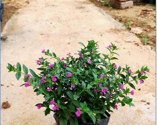 满天星盆栽种植方法是什么？