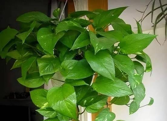 绿萝的养殖技巧有哪些？怎样才能养得茂盛？