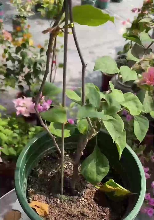 绿萝的养殖技巧有哪些？怎样才能养得茂盛？
