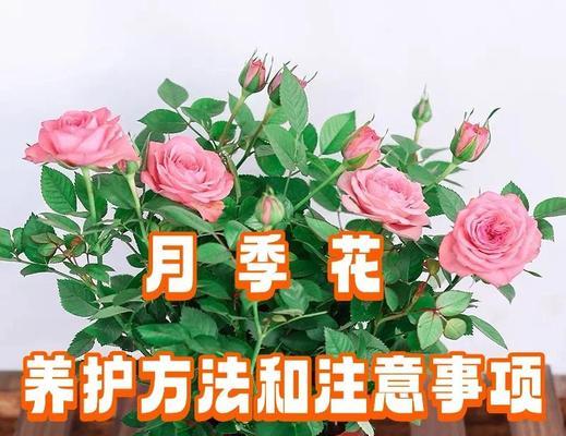 月季的种植方法和养护技巧是什么？