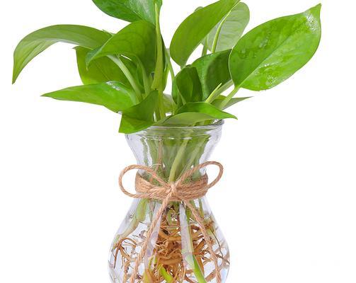 哪种花对甲醛最敏感？如何用植物净化室内空气？