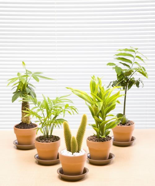 哪种花对甲醛最敏感？如何用植物净化室内空气？