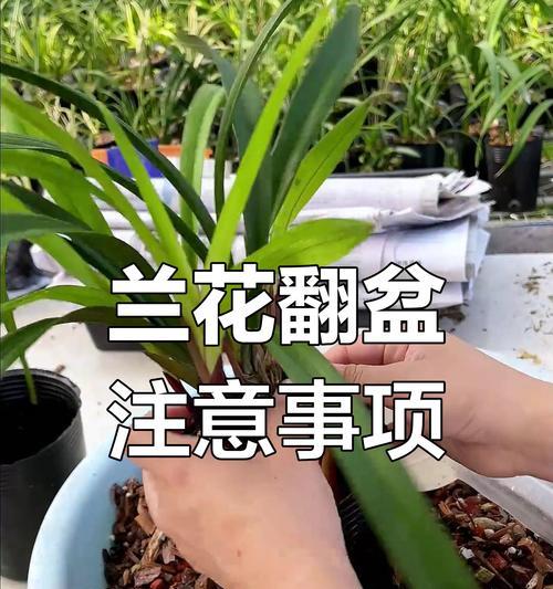 兰花剪枝的最佳时机和方法是什么？