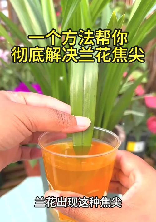 兰花剪枝的最佳时机和方法是什么？