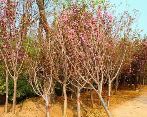 樱花有哪些品种？如何选择适合自己种植的樱花树？