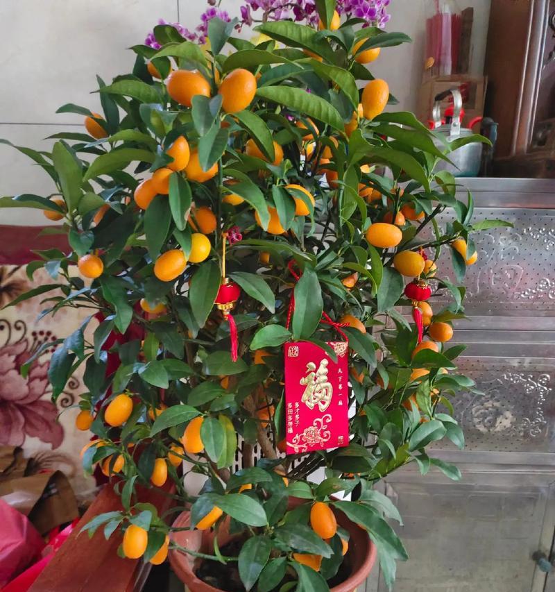 年桔什么时候种植？年桔的最佳种植时间是什么时候？