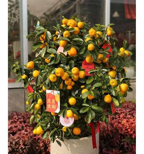 年桔什么时候种植？年桔的最佳种植时间是什么时候？