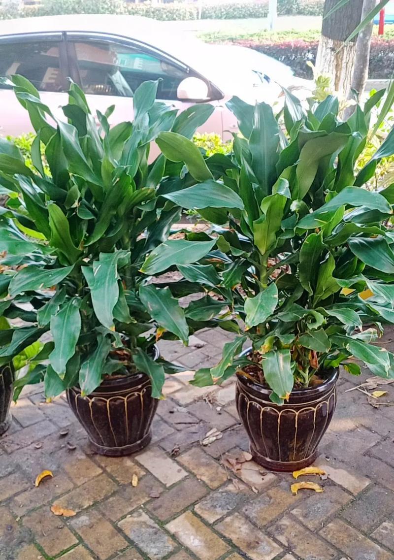 室内适合养活哪些大型植物？